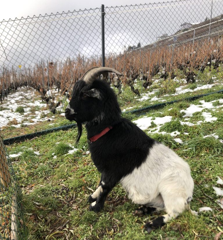 L&rsquo;association Animaux au Grand Coeur